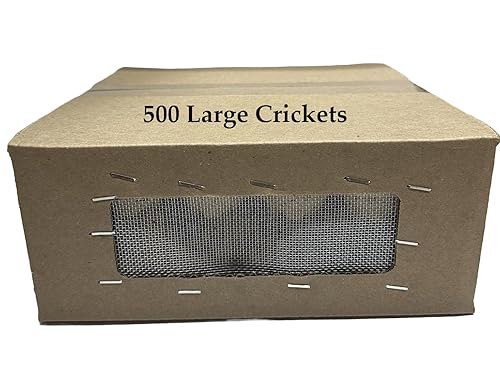 500 Large (1") Banded Crickets
