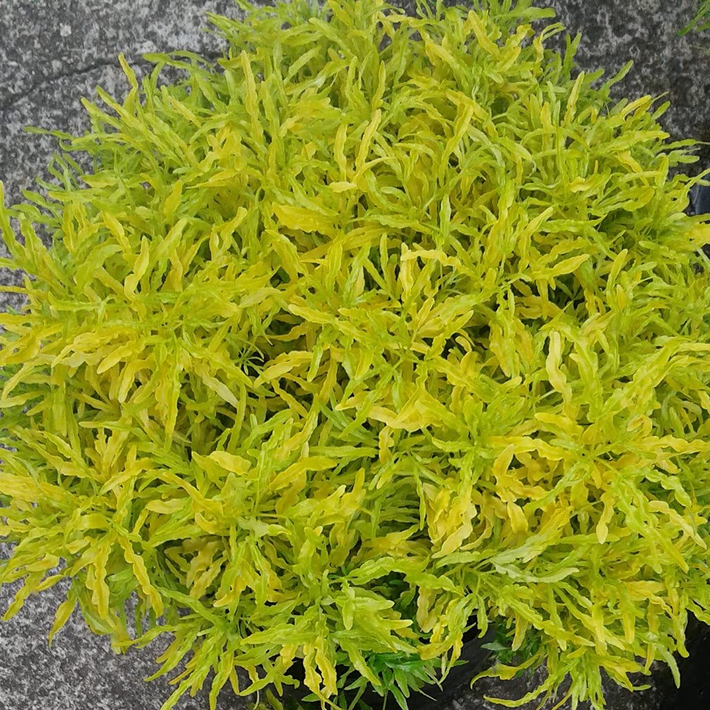 M-Tech Gardens Rare Golden Ball Aralia Live Plant (B09DQ42MKC) Amazon Price History, Amazon Price Tracker