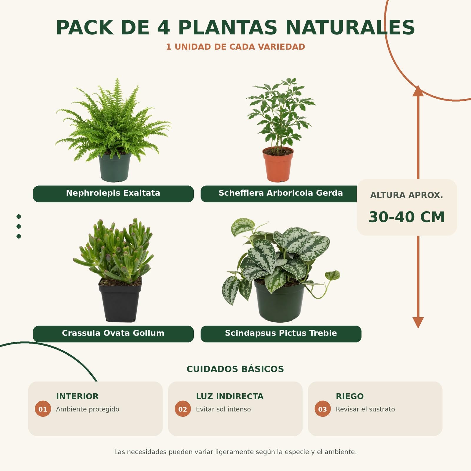 DECOALIVE Pack 4 Plantas de Interior para Exposición Botánica Interior