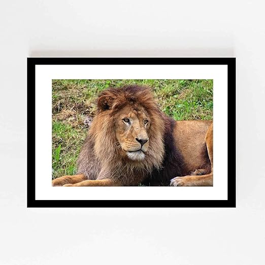 Amazon Co Jp ライオン捕食者動物の世界動物ポスター壁画ネコアートプリントクリエイティブ装飾ライオントラは額縁35x27cm ホーム キッチン
