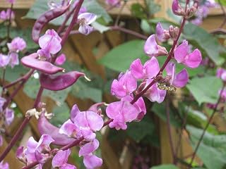 Lablab Beans Seeds Hyacinth Bean Exotic Climber USE in CURRIES (10 Seeds)