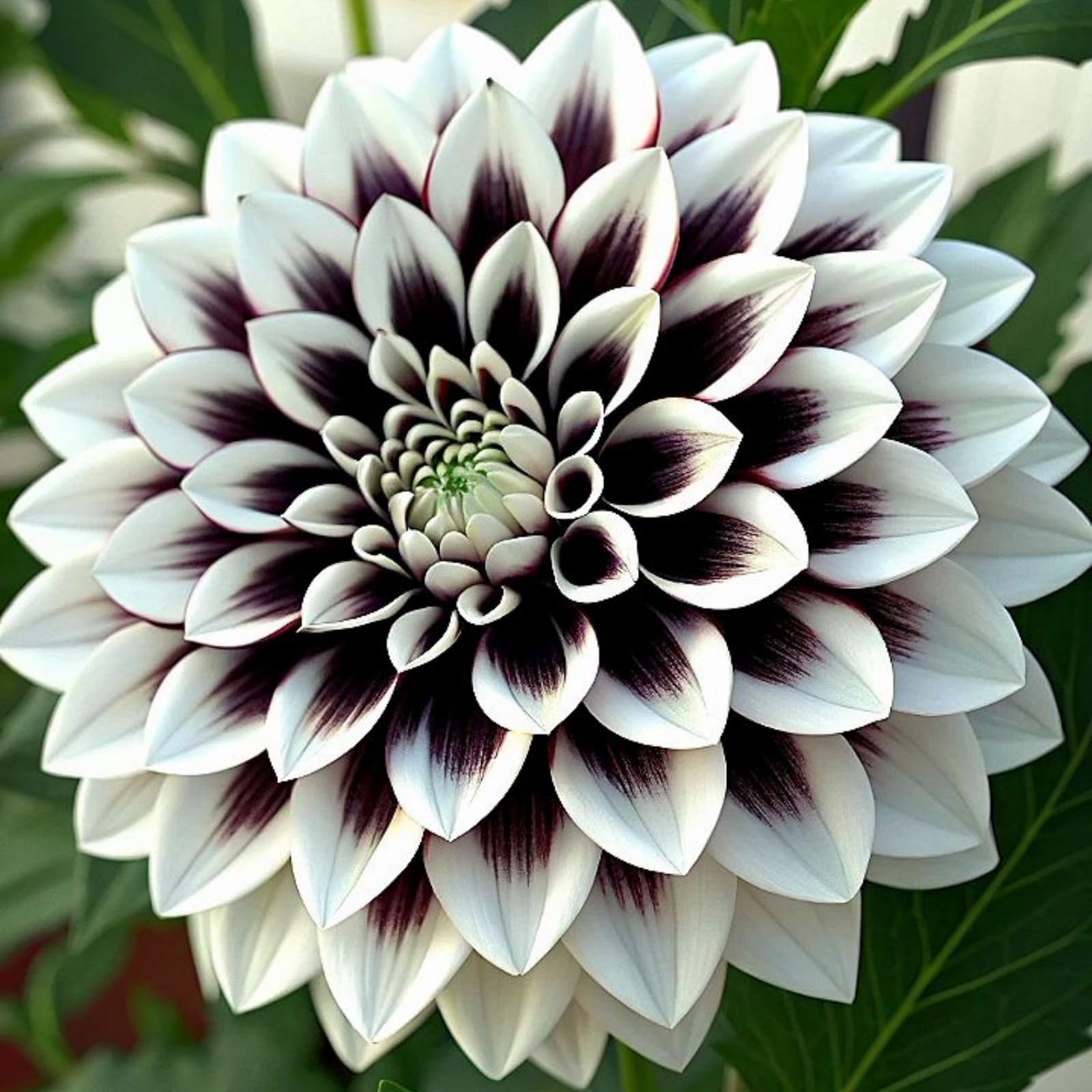 Dahlia Rhizome for Planting, Hardy Perennial, Excellent Display, Mix Greening Flower, Natural Organic, Wedding, Balcony Garden, Landscape Design-4 Rhizome-G