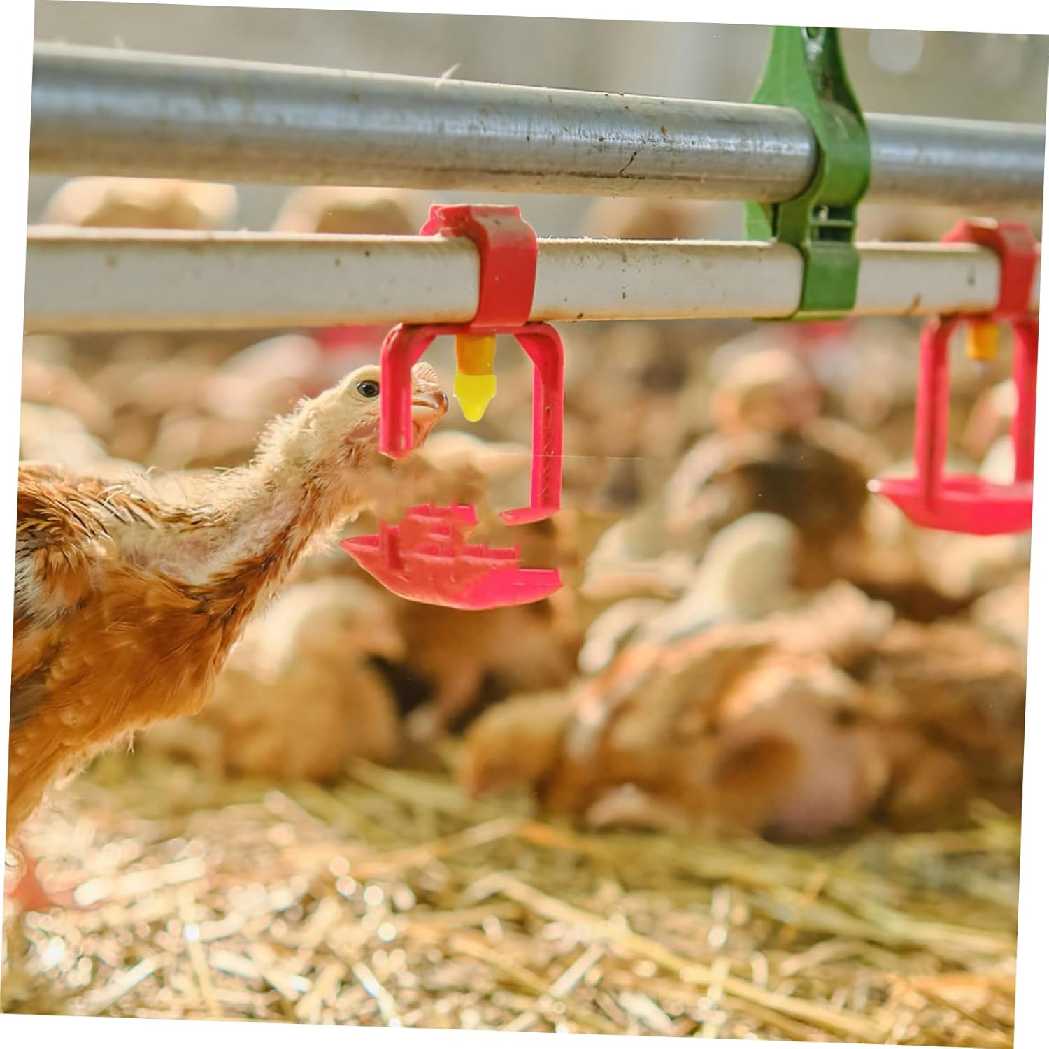 balacoo 4sets Automatic Chicken Waterer Nipple Set Nipples Wrench Drill Bit Efficient Poultry Watering for Buckets Tanks and Pipes Easy Install Farm Accessories