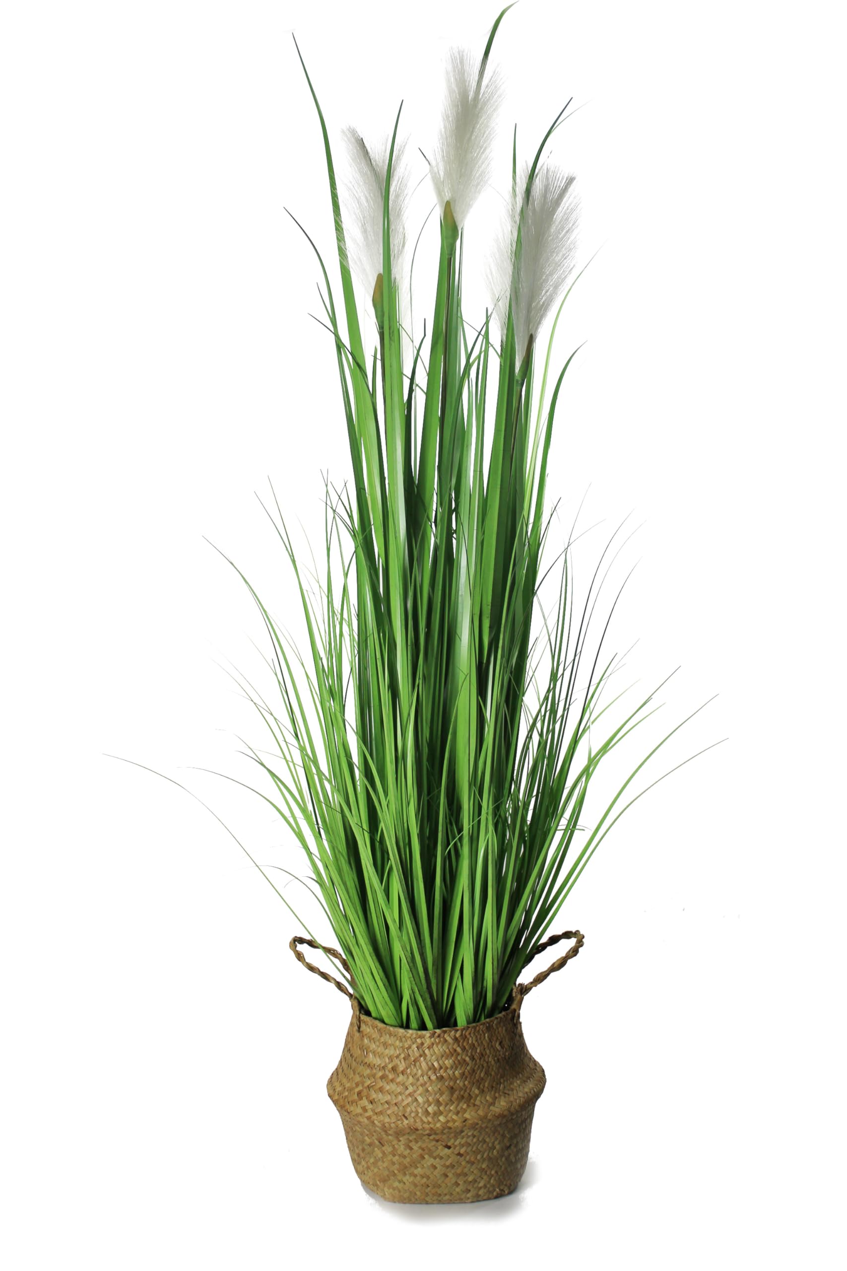 chinaschilf künstlich Chinaschilf 'Gracillimus' kaufen | Miscanthus sinensis 'Gracillimus'
