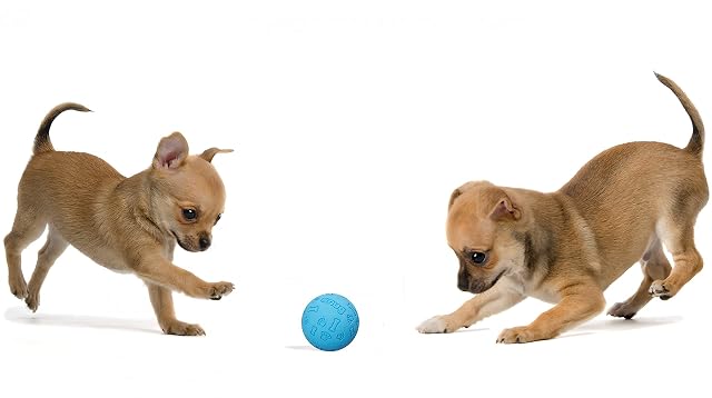 Foto 4 de 7 de Snug Pelotas de Goma para Perros pequeños y medianos, tamaño de Pelota de Tenis
