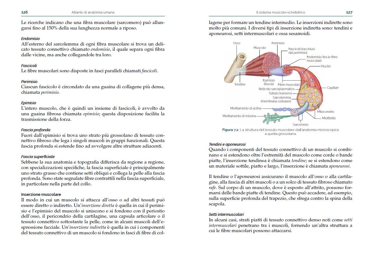 Atlante di anatomia umana. Guida pratica illustrata. Ediz. a colori