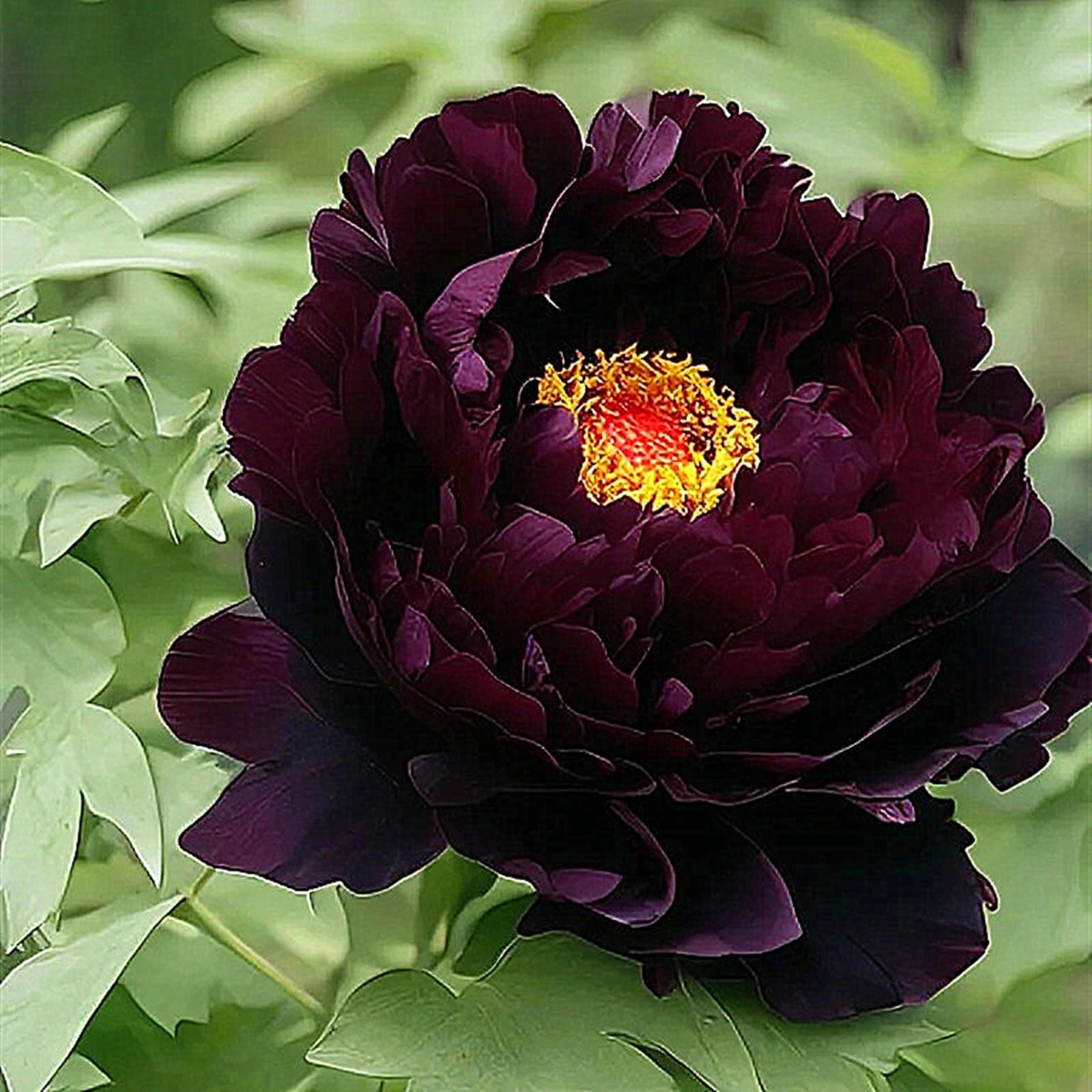 Peony Plants for Sale,Peony Mix,Good for Containers,Golden Jade Carving Feels Beautiful-10bulbs-G