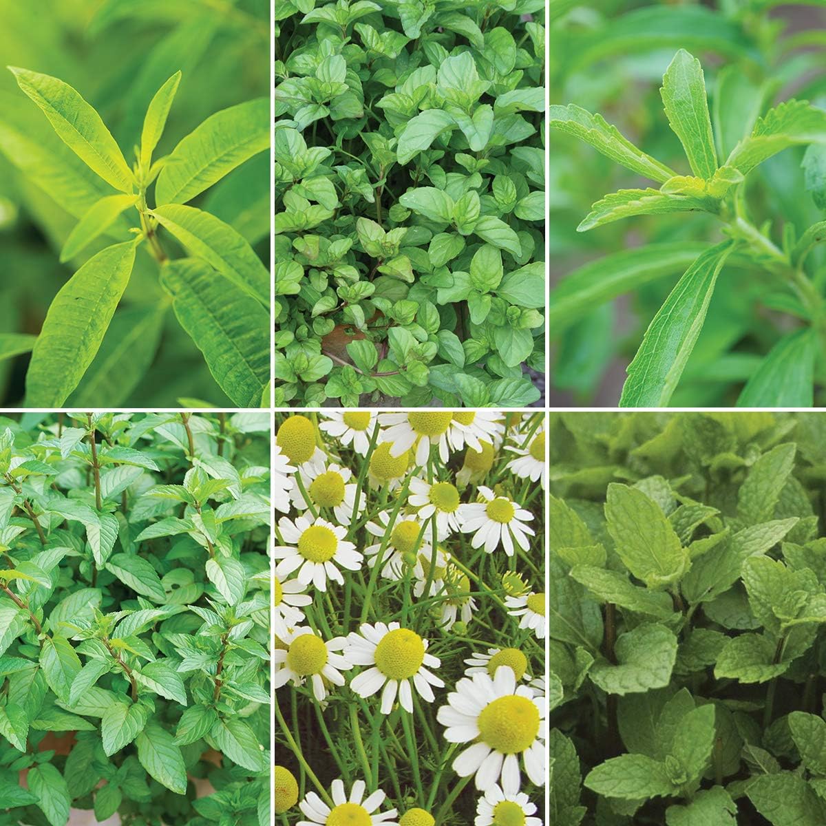 Burpee Tea Lovers' Herb Collection (Verbena Lemon