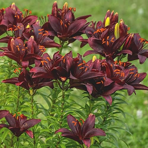 Miniatura 3 de Paquete de 10 bombillas de lirio asiático Mapira rojo oscuro para plantar, plantas en jardines, bordes y macizos de flores, bulbos de flores