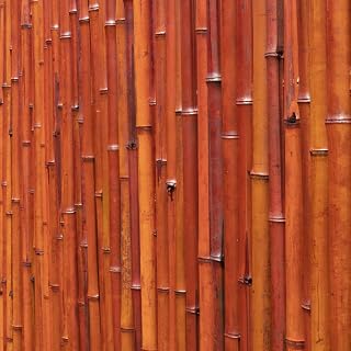 Primrose Thick Red Natural Bamboo Screening Roll Privacy Border Screen Wind/Sun Protection 1.9m x 1.8m (6ft 2in x 6ft)
