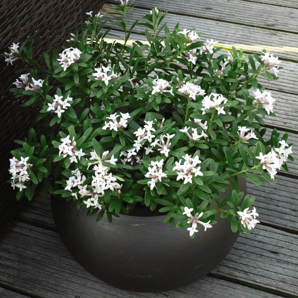 Potted Hardy Daphne Shrub for Outdoors Repeat Flowering Scented Blooms, 1 x Daphne Eternal Fragrance Plant in 9cm Pot by Thompson & Morgan