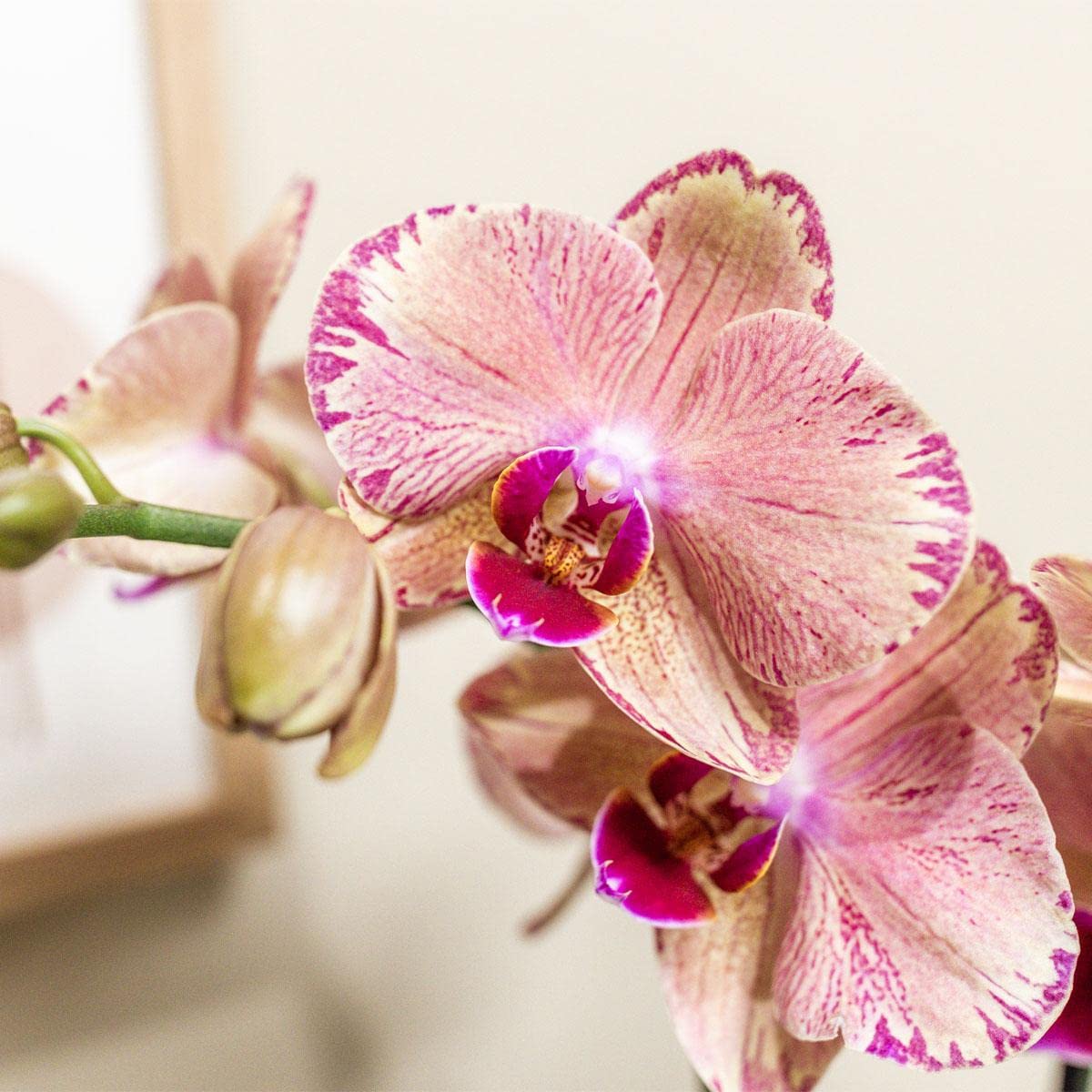 Orchidée Phalaenopsis Orange-Rose Jewel Pirate Picotee