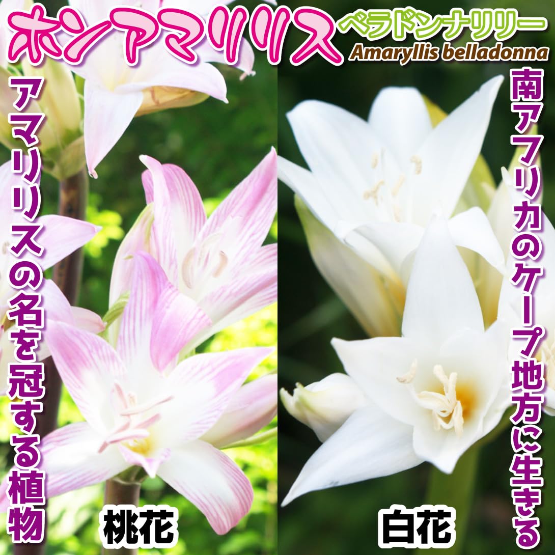 Amazon.co.jp: 夏植え球根 ホンアマリリス ベラドンナリリーセット 2色