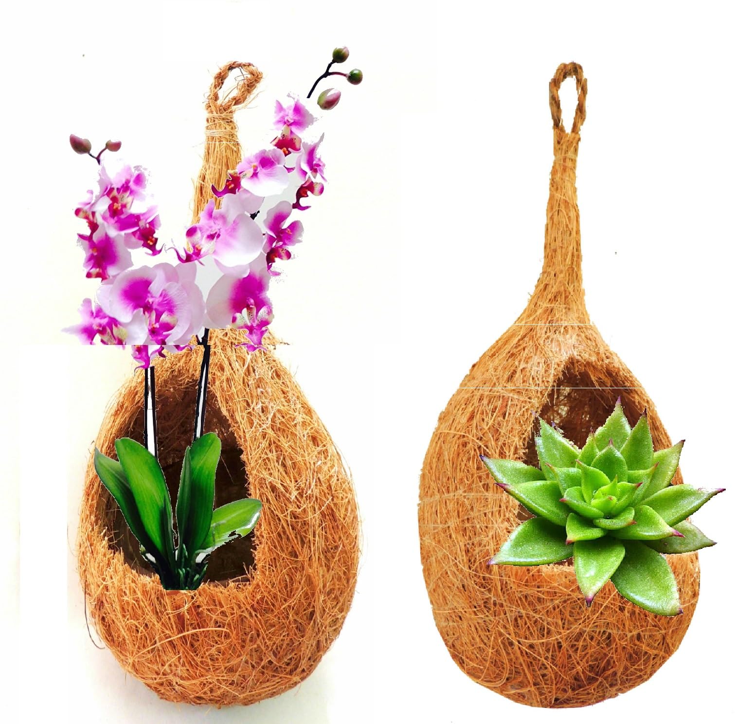 ZENRISE® Hanging Coir kokedama Planter for Indoor, Orchid, Succulent, air Plants, Vertical Garden (Beige, 20 cm) - Set of 2 (B0817NSXLL) Amazon Price History, Amazon Price Tracker