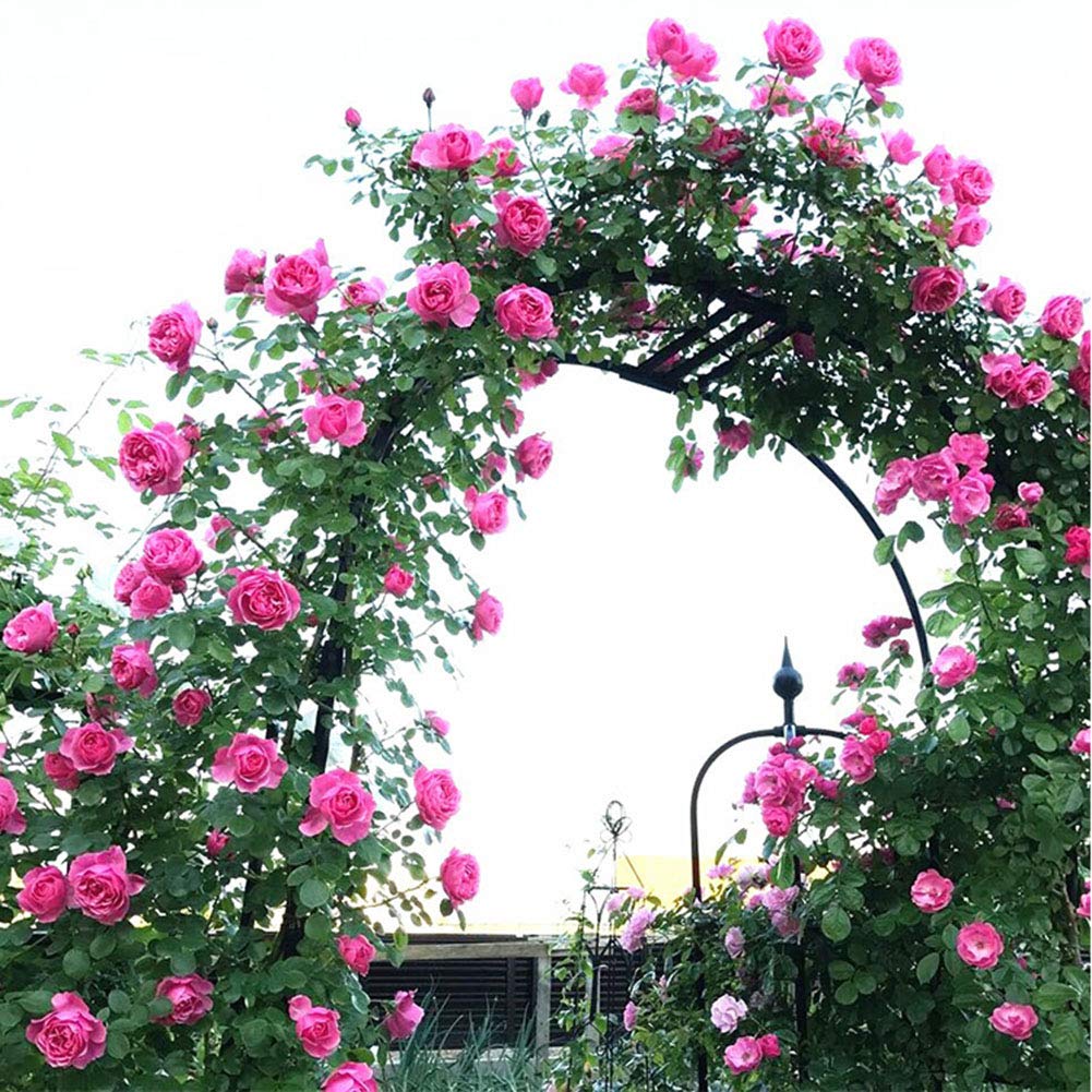 Arche de Jardin en métal pour Fleurs, Support à Roses, Arche Robuste pour Balcon ou allée, 220/300/180 x 230 cm