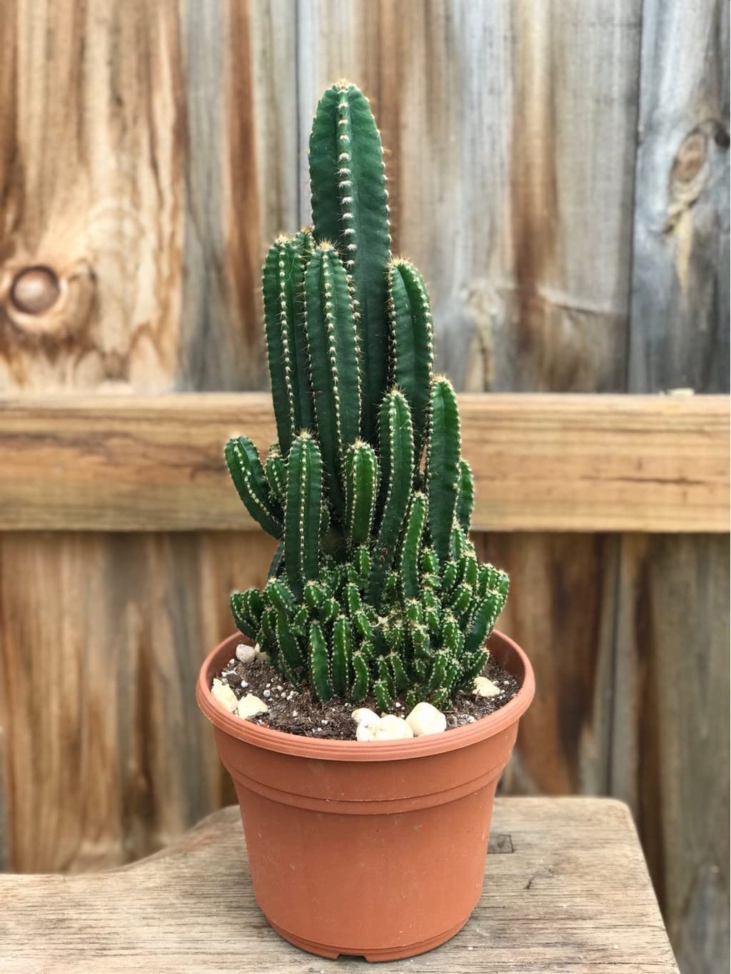 Cactus✩ Cactus Z2 - Bhimtal Nursery