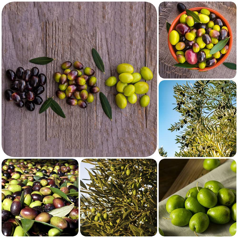 Olivenbaum Samen Winterhart, Olivenbume, Olea Europaea, Pflanzen Anzucht  Baumsamen Dekoration Wohnzimmer Bume Garten Winterhart Hochbeet Balkon  Exotische Samen Baum 5 Stck : Amazon.de: Garten