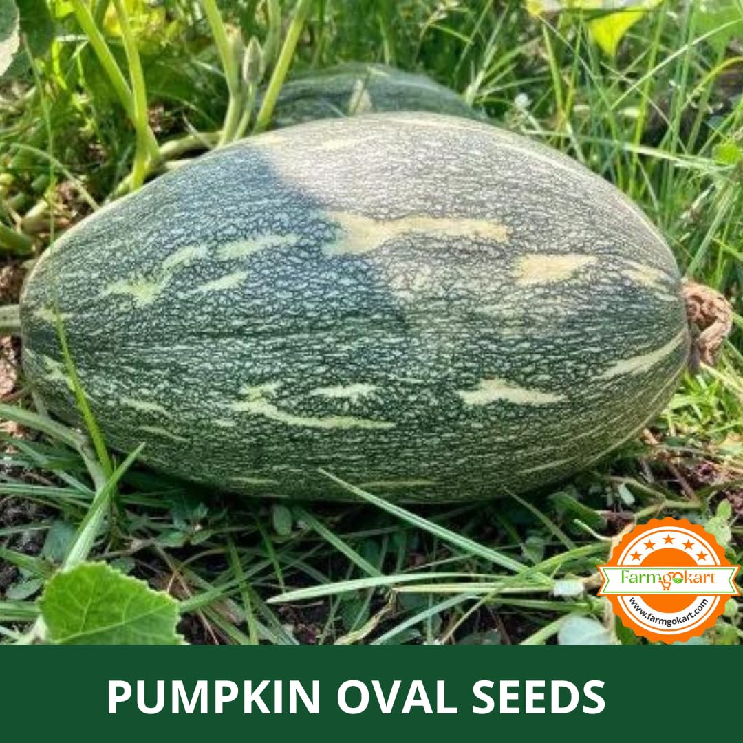 Farmgokart |PUMPKIN (OVAL SHAPED/OBLONG) HYBRID F1 HYBRID SEED