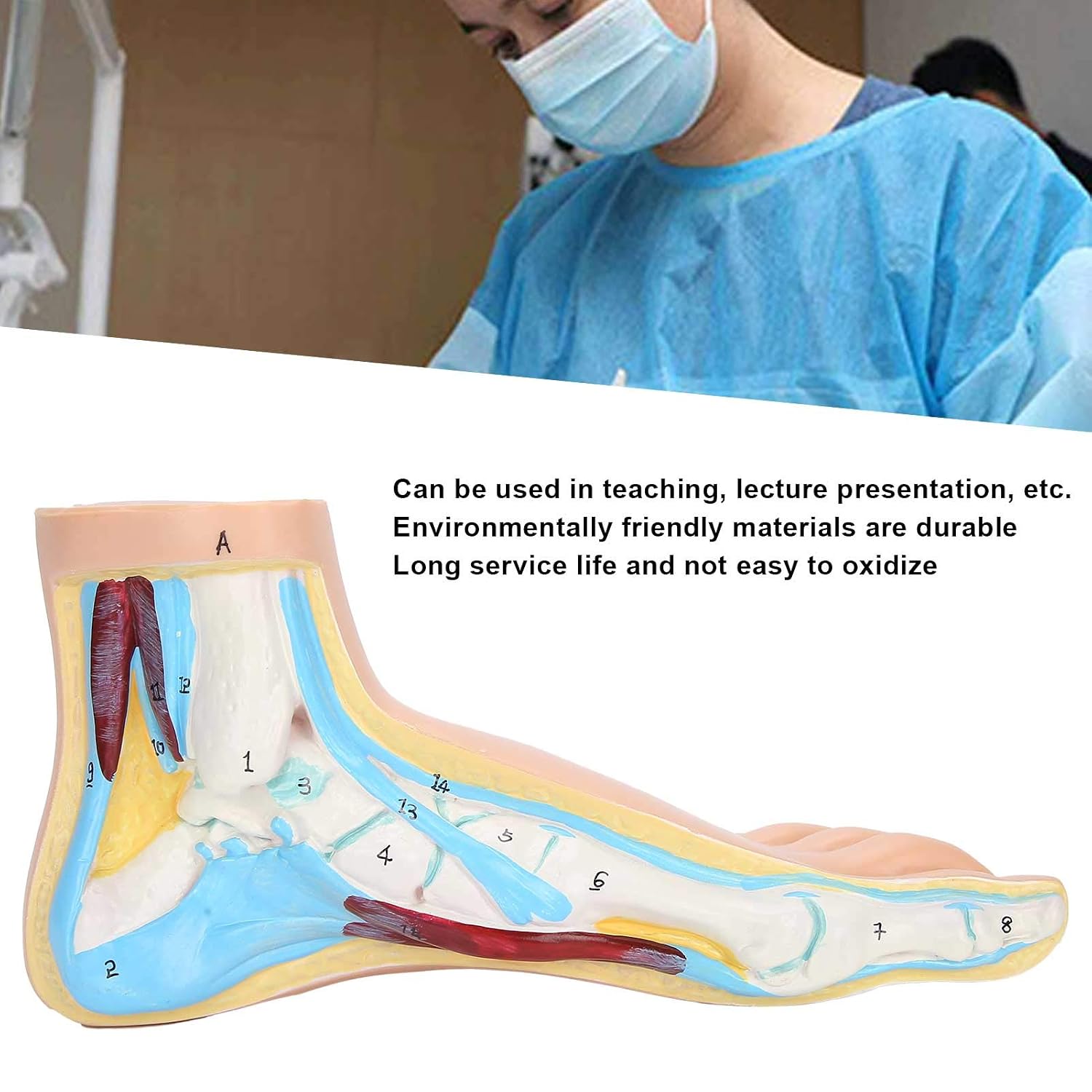 Human Foot Skeletal Anatomy Model, Lifesize Muscle Display Educational Tool for Teaching Research Adults