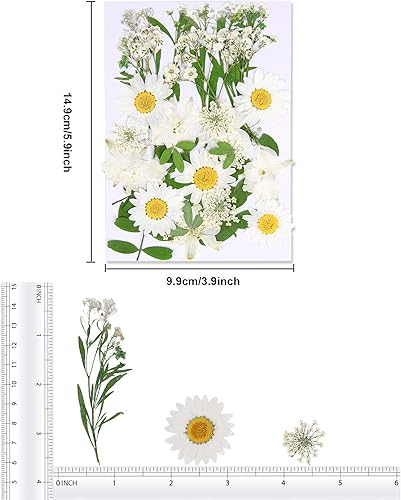 Vista 82 de Augshy 141 flores secas prensadas para resina, flores secas naturales reales prensadas para manualidades, moldes de resina, álbumes de recortes, 5