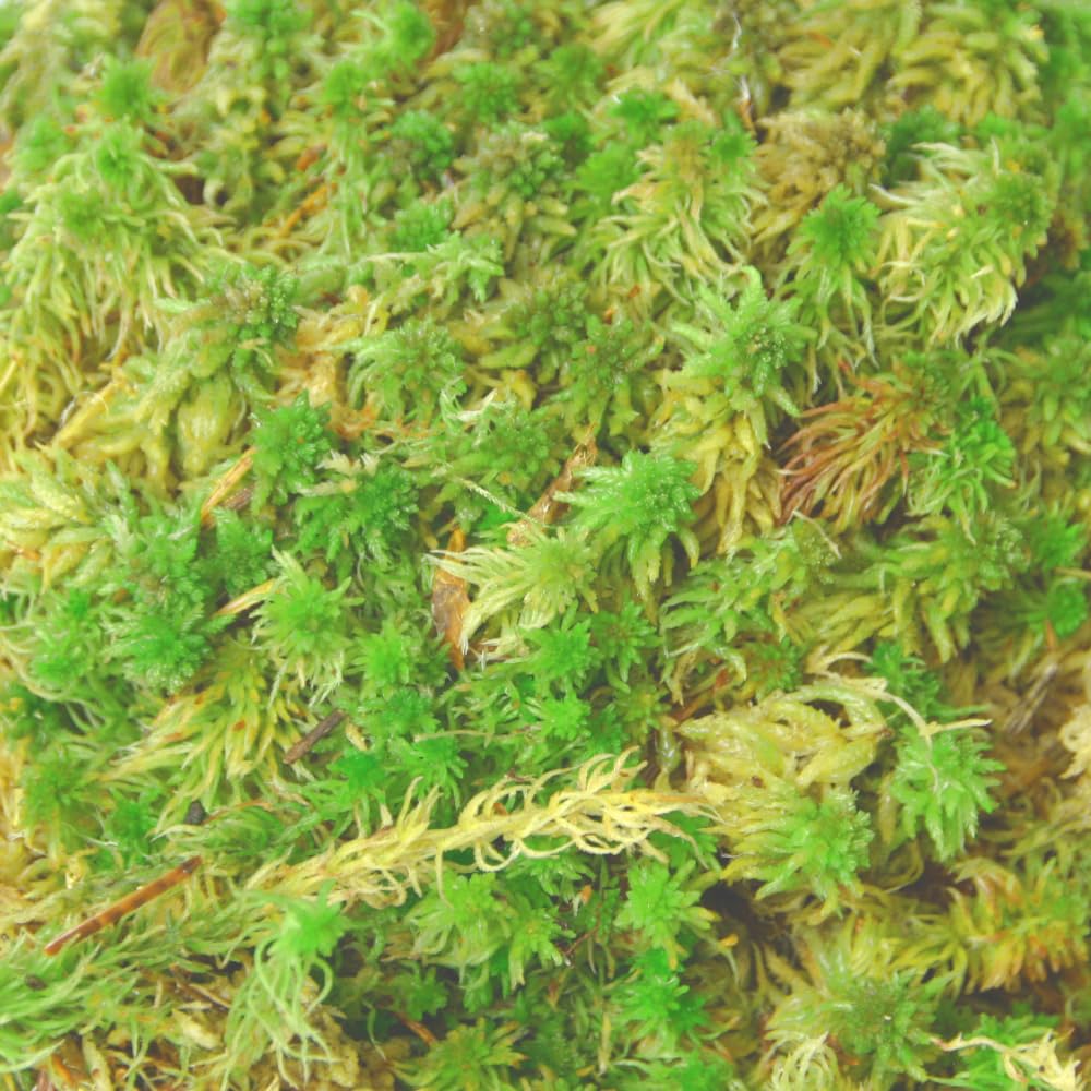 Lebendes Sphagnum Moos 2,5 kg für das Terrarium und Moorbeete Orchideensubstrat Monstera Substrat Moosstäbe