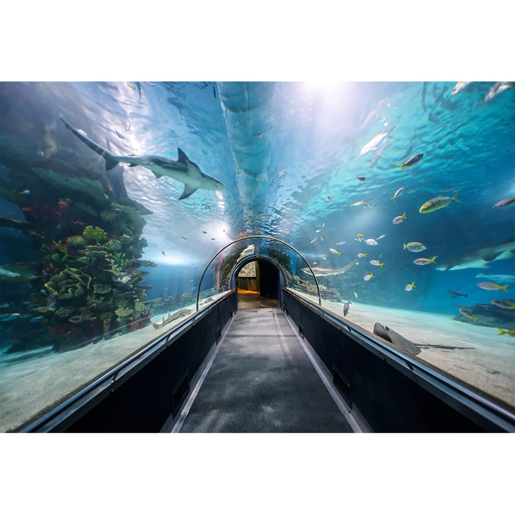 Ttincceer Aquarium Backdrop 20x10ft Underwater Amusement Park Channel Landscape Background Marine Life Sharks Fish Reef Photography Backdrop Aquarium Fish Tank Decor Banner