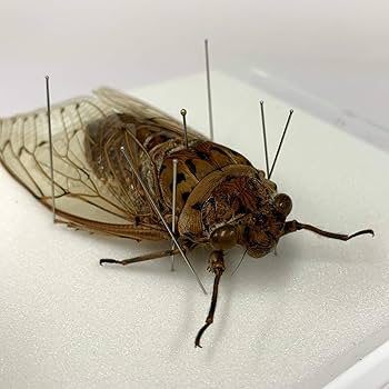 Amazon.co.jp: 蝉の標本 テイオウゼミ アクリルフレーム 透明