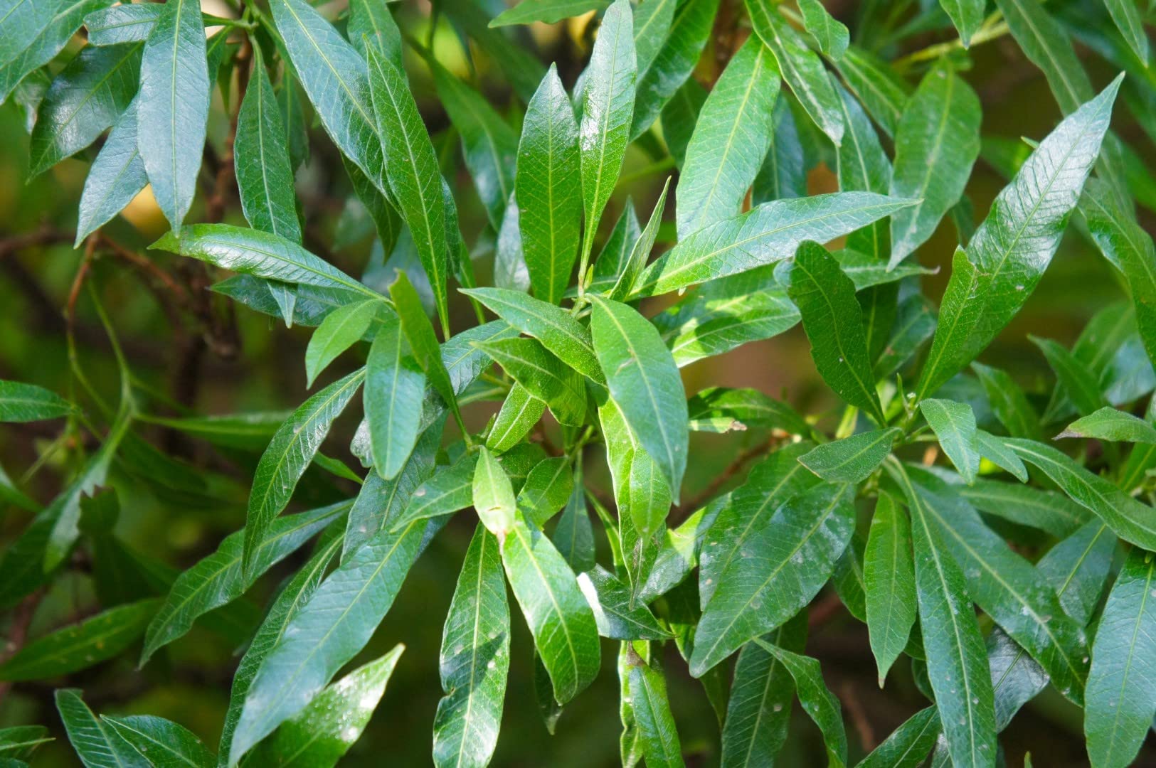 Kirschlorbeer 'Caucasica'  Immergrne, Winterharte Heckenpflanze | 15-20  cm im P9 Topf | Schnellwachsend & Pflegeleicht : Amazon.de: Garten