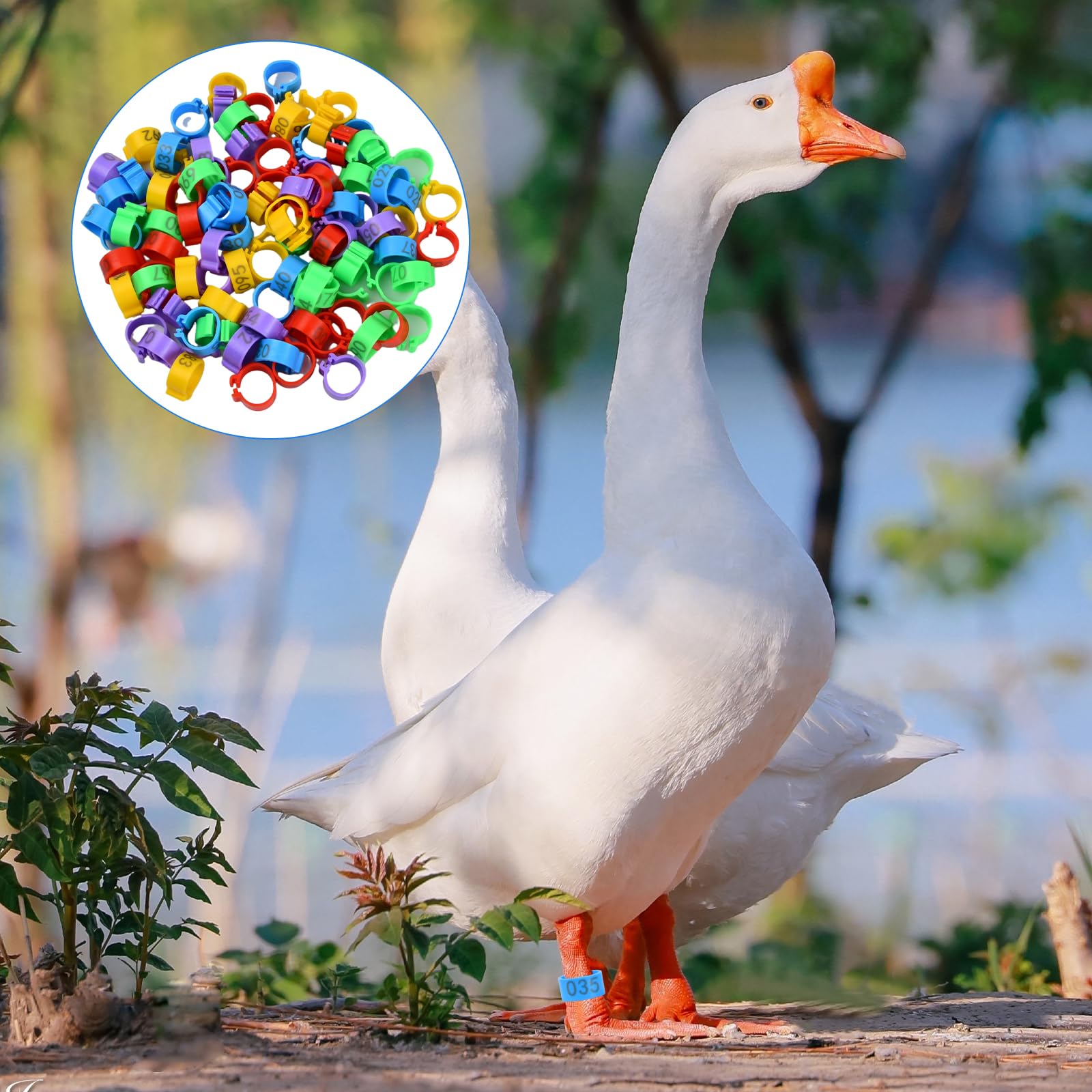 Anillas para Gallinas 16 mm Anillos de Identificación de Pollo Número 1-100, 5 Colores