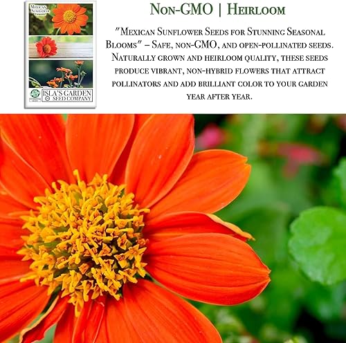 Miniatura 3 de Semillas de girasol mexicanas (Goldfinger/Torch) – Más de 100 semillas tradicionales sin OMG de Isla's Garden Seeds, imán polinizador vibrante,