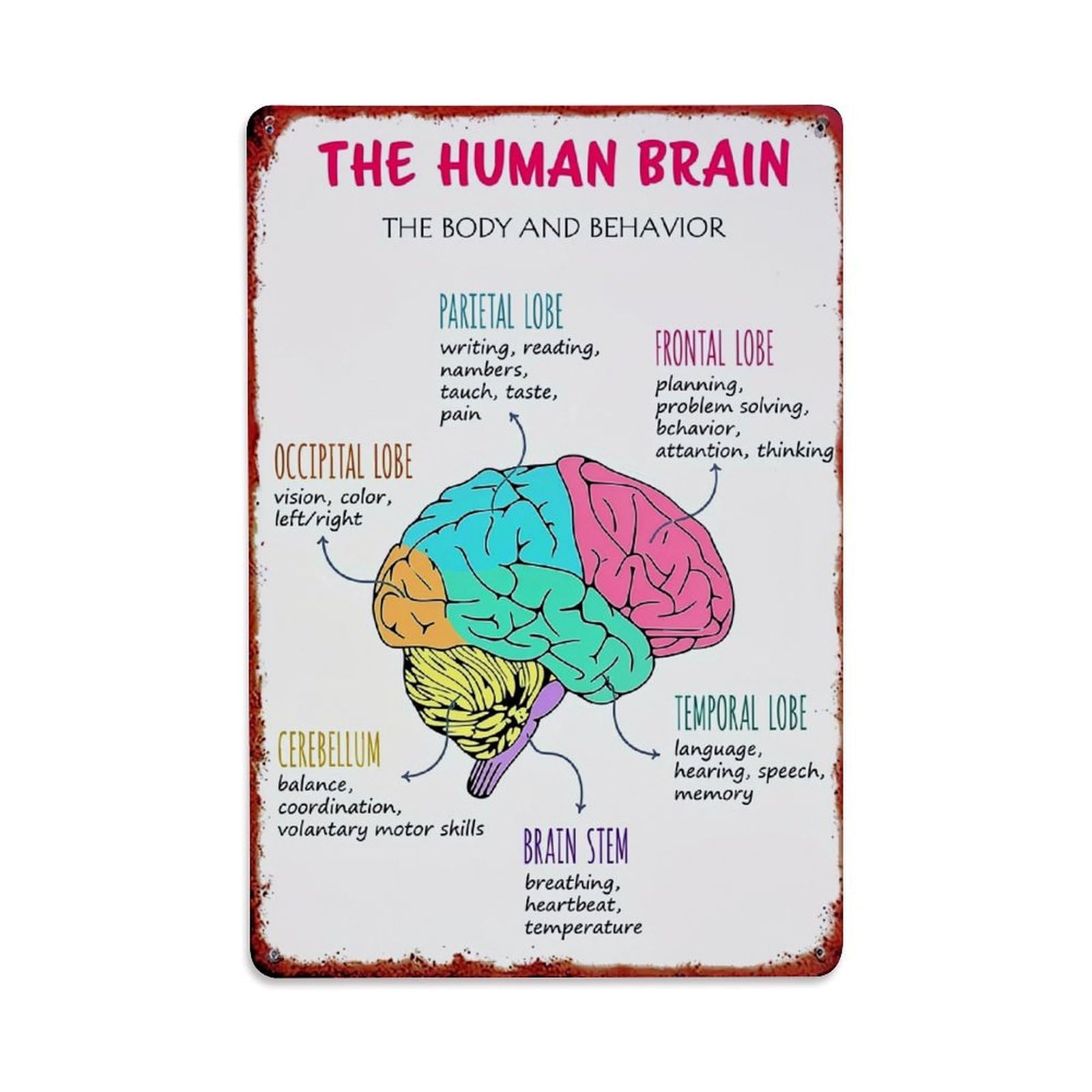 Jdfenggu Vintage Human Brain Anatomy Diagram Colorful Retro Metal Tin Sign, Decor Art Poster For Bar, Home, Man Cave, Kitchen, Laundry Room Gift 8X12inch