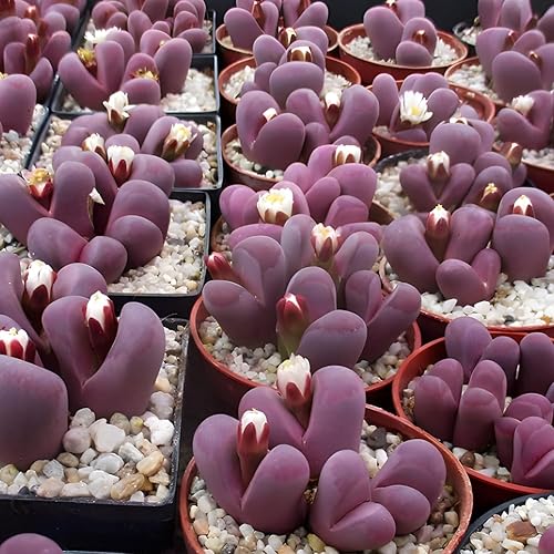 Miniatura 6 de Paquete de 20 plantas vivas pequeñas exóticas Lithops vivas  Perfecto para principiantes Lithops, gran adición de terrario  raíz desnuda sin tierra