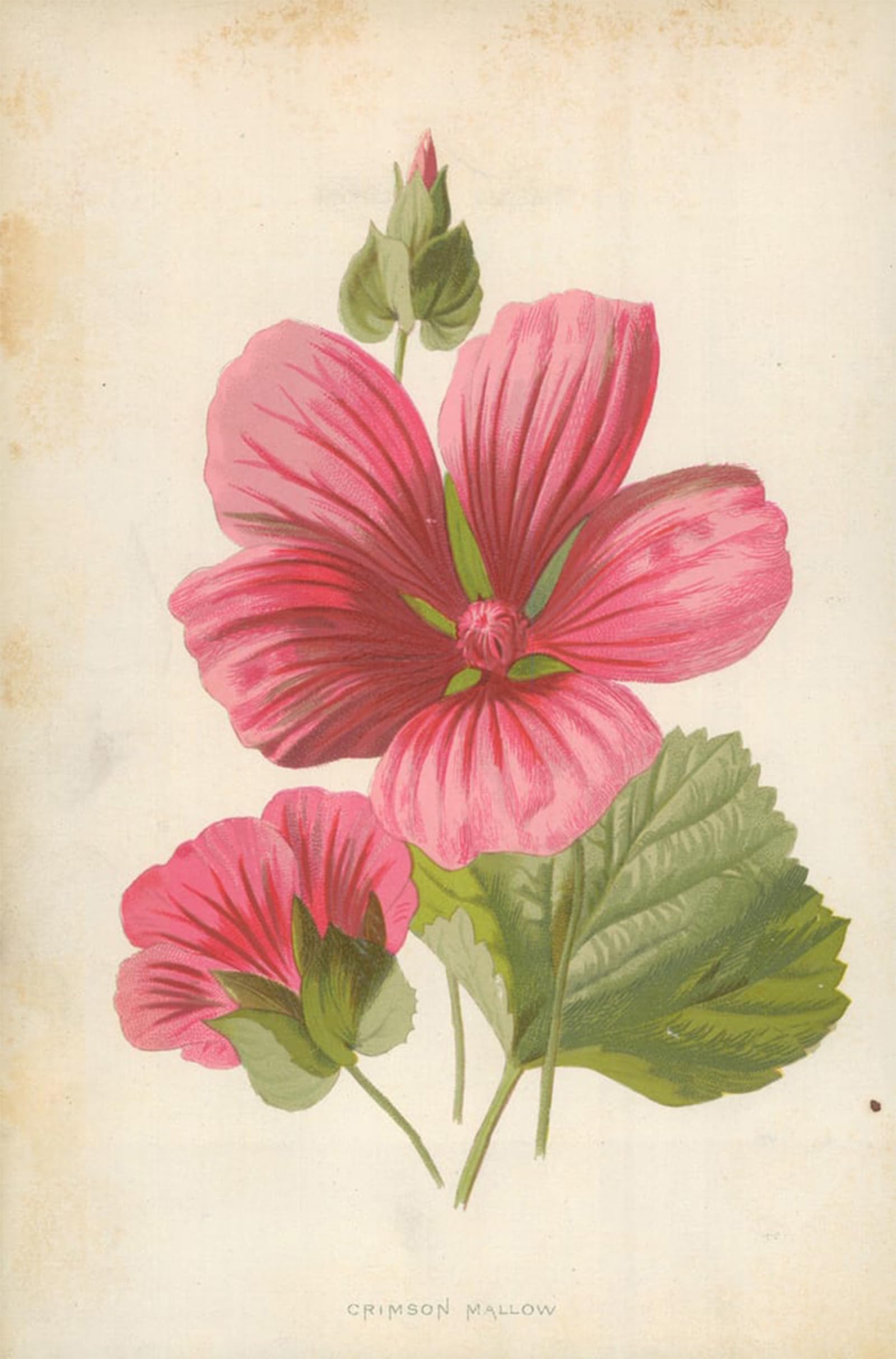 ARTXLXXBN Famous Prints Artwork Pictures Poster Painting Art Crimson Mallow by Frederick Edward Hulme Artwork Landscape Pictures for Home Decor 60x90cm