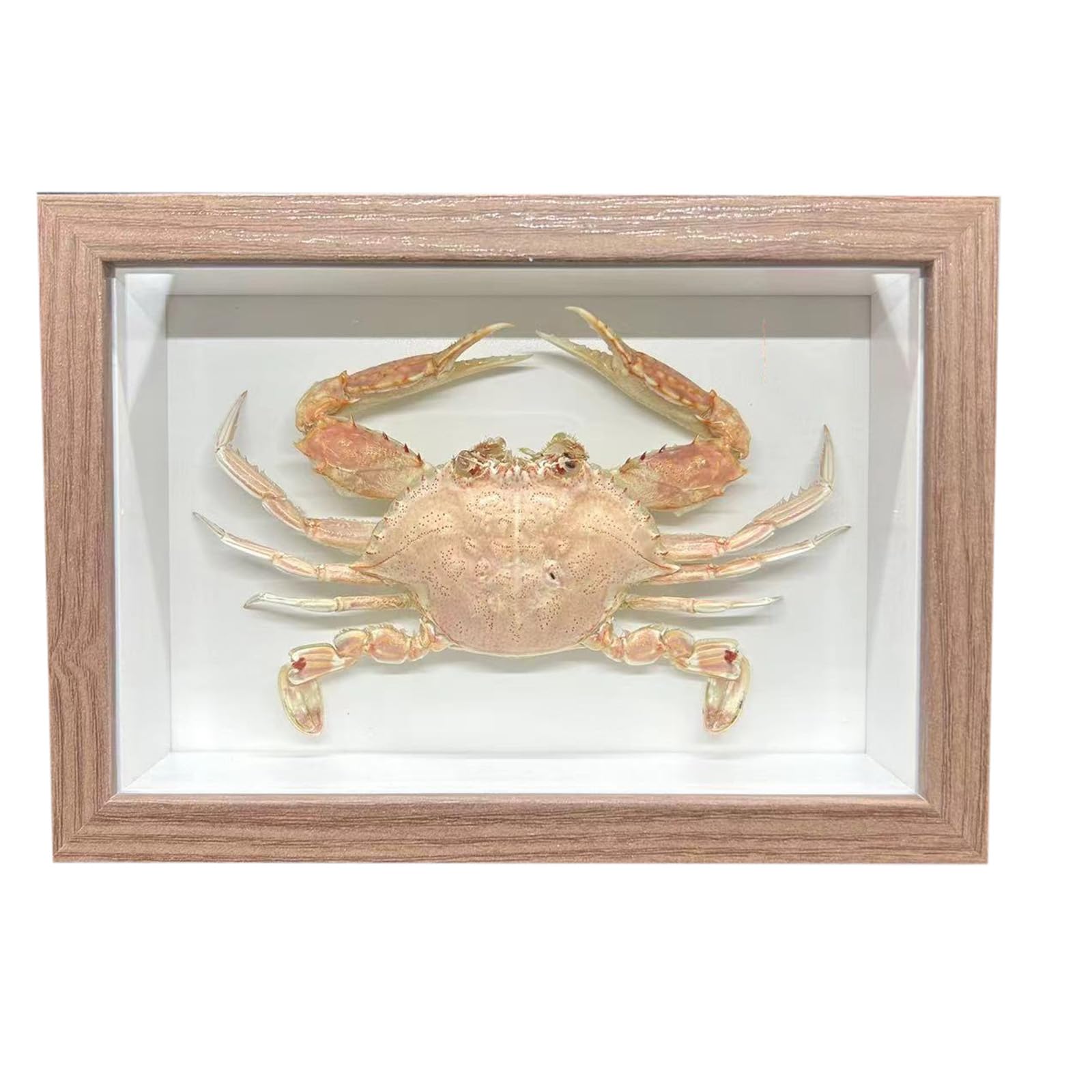 Cangrejo real de taxidermia de 15cm para decoración de escritorio