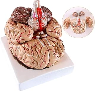 Study Model Educational Model Human Brain Anatomical Model - Human Brain Model with Cerebral Artery Distribution Model Detachable Neurology Internal Medicine Model - Medical Educational Training Aid