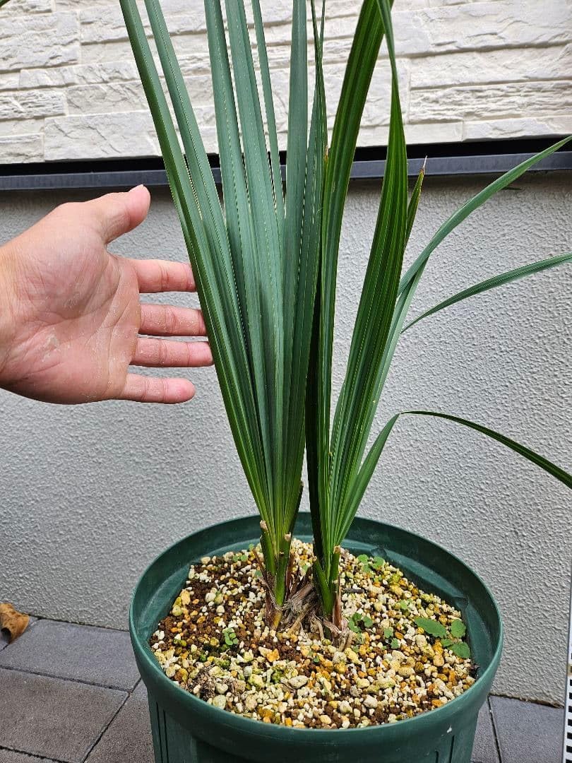 No.3 アメリカツタ さつき 四国ウツボ草 古瓦に植え付け No.3 アメリカツタ No.3 アメリカツタ さつき 四国ウツボ草 古瓦に植え付け No.3 アメリカツタ