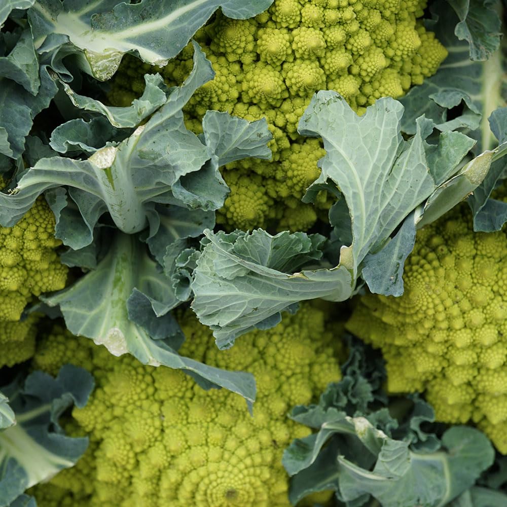 Cauliflower Romanesco Natalino Seeds – Rather Special, with Great Flavour – for Your Beautiful Kitchen Garden
