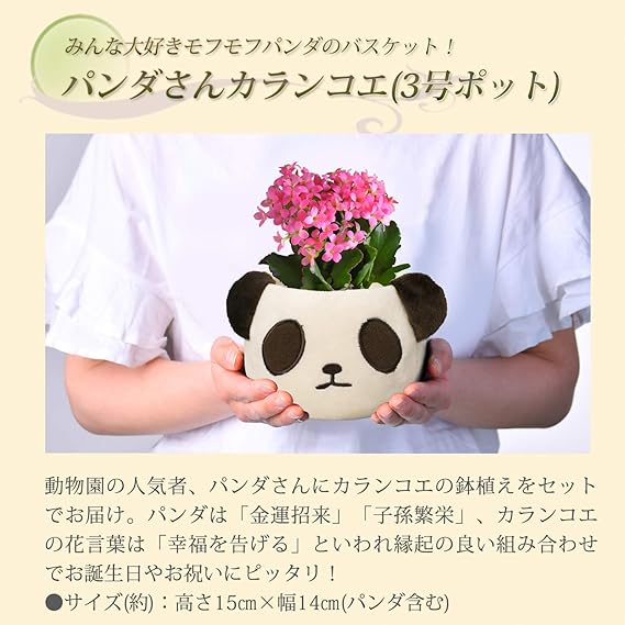 Amazon 花のギフト社 カランコエ鉢植え からんこえ鉢植え 植花 からんこえの花 カランコエ パンダギフト 観葉植物 オンライン通販