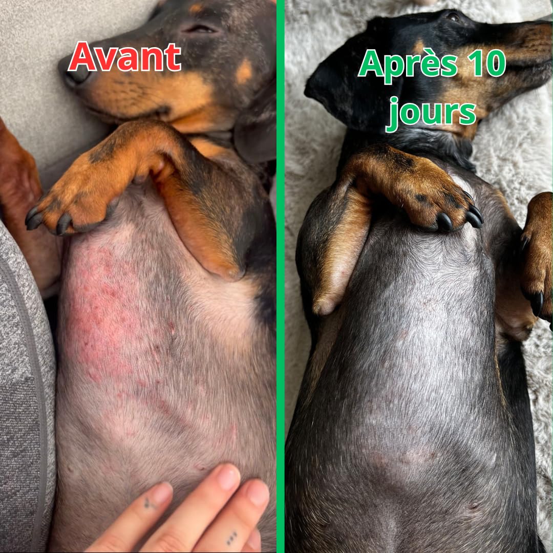 SUNFIDE - Démangeaisons - Complément Alimentaire pour Chien - Contre Les Démangeaisons, Léchages - Oméga 3 - Probiotiques pour Chien - Contre Les Allergies (1 Boîte (60 Friandises au Poisson))