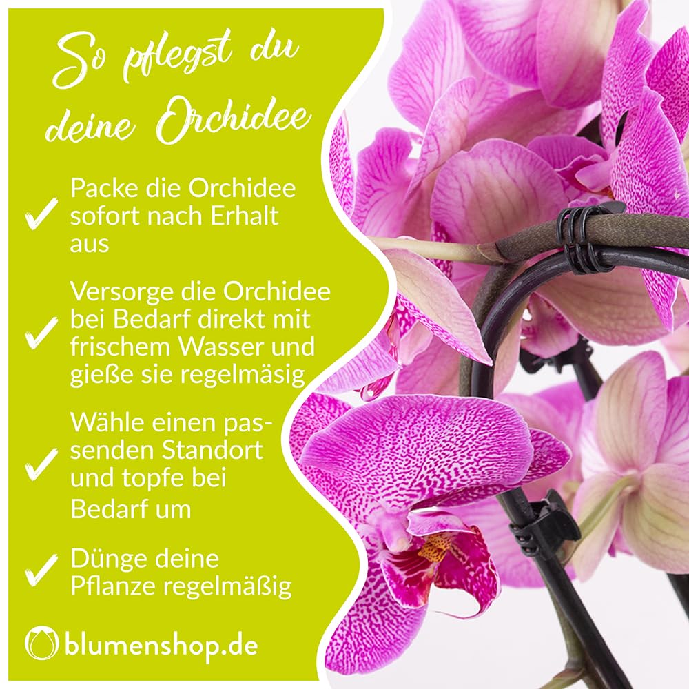 Weiße Orchidee, Topfgröße 12 cm, blühende Zimmerpflanze, Phalaenopsis mit vier Rispen, Höhe circa 60 cm, Orchideenversand, echte Orchidee