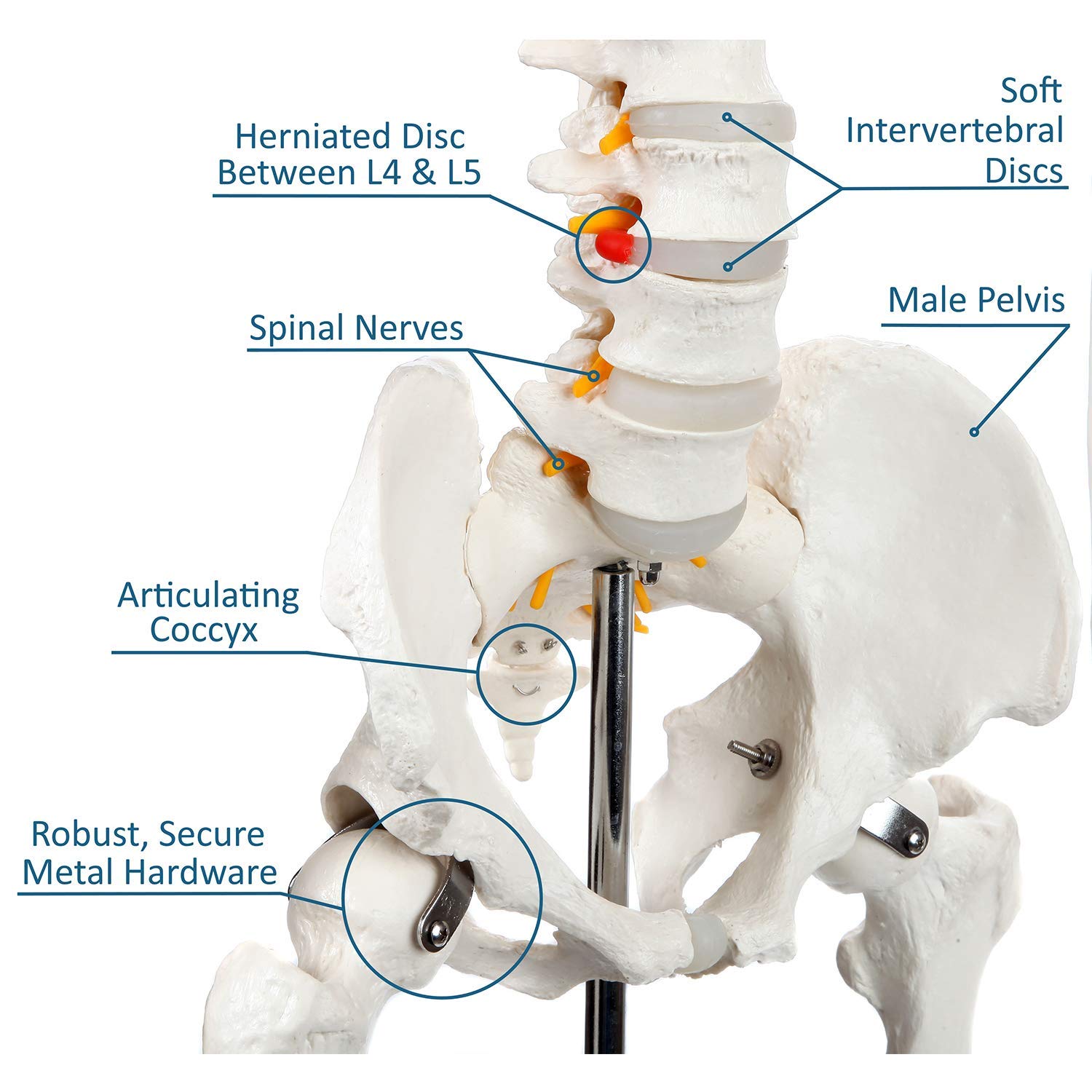 Amazon.co.jp: 等身大の人体骨格モデル 180cm 医療解剖学的骨格