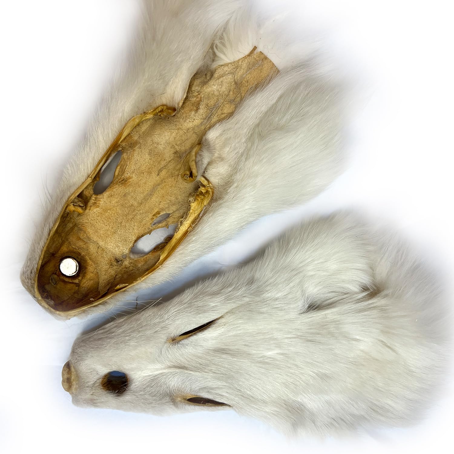 Amazon.com: 2Packs Real Tanned Fox Head Fur Pelt Set 