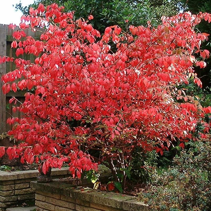 Dwarf Burning Bush Shrub, 12-18" Tall in Gallon Pot, Hardy Ornamental Shrub Live Plant for Outdoor Landscaping