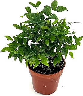 ragnaroc Live Fruit Trees – Plinia cauliflora Jaboticaba 9-12” Tall in 4” Pot - 1ct - Color When Flowering Red, Bonsai - Live Arrival Guaranteed - House Plants for Home Decor