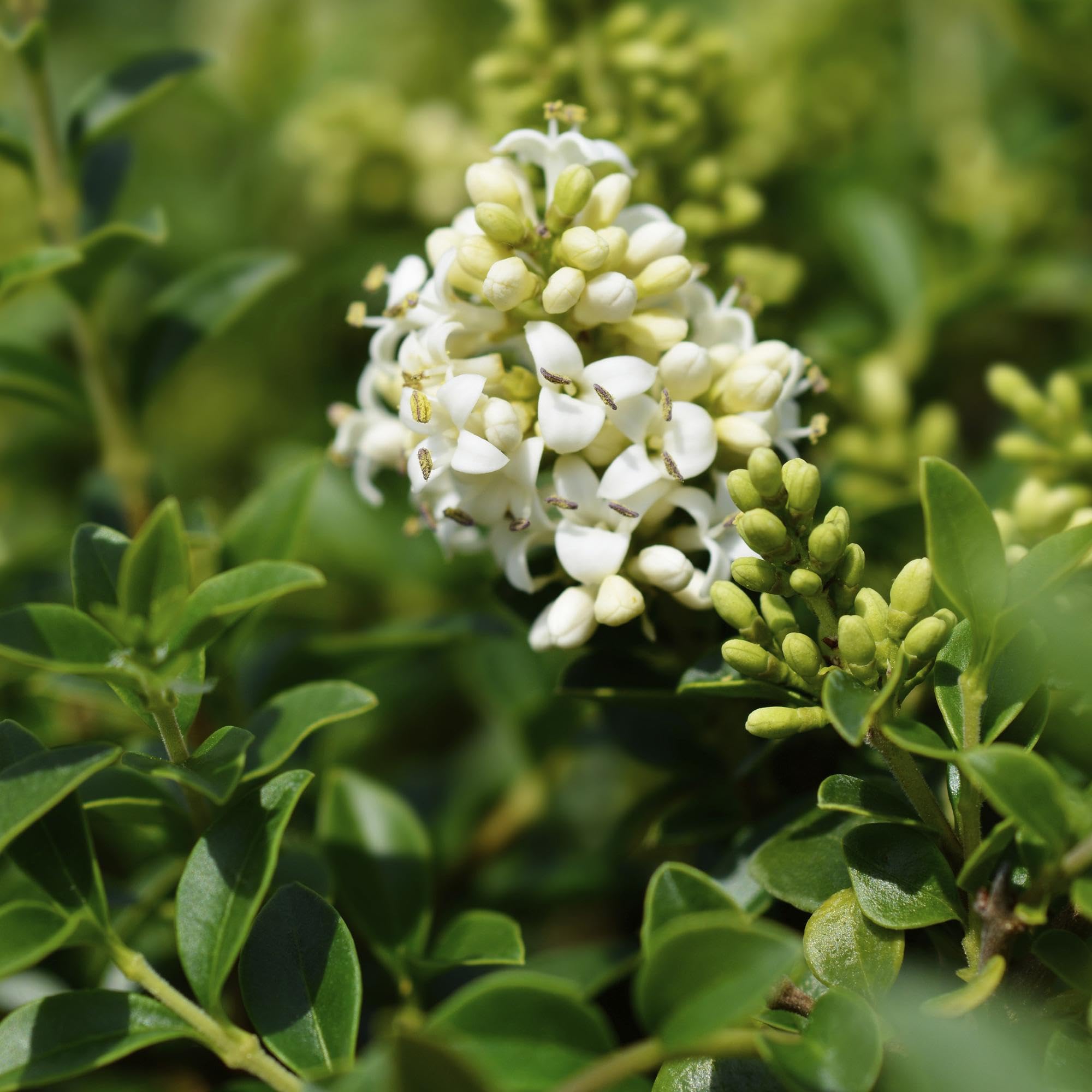 Ligustrum delavayanum roślina łodygowa, zimozielona, łatwa w pielęgnacji, Ø 19 cm, wysokość ok. 90 cm, ochrona przed spojrzeniami, na taras i balkon