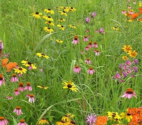 Mezcla de conservación de polinizadores (mezcla SS-D1), paquete de semillas, semillas nativas verdaderas (sureste de EE. UU.)