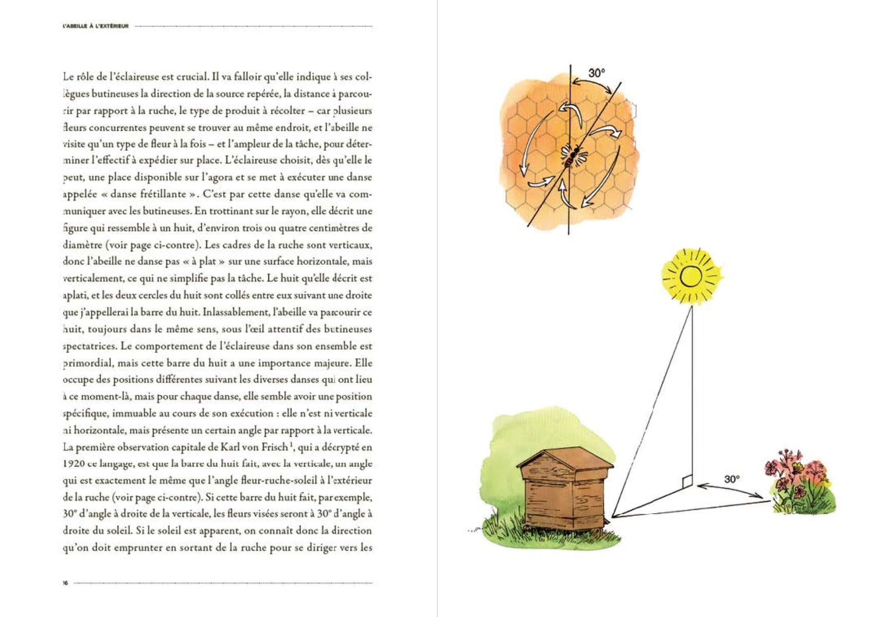 La Vie secrète des abeilles: L'esprit de la ruche