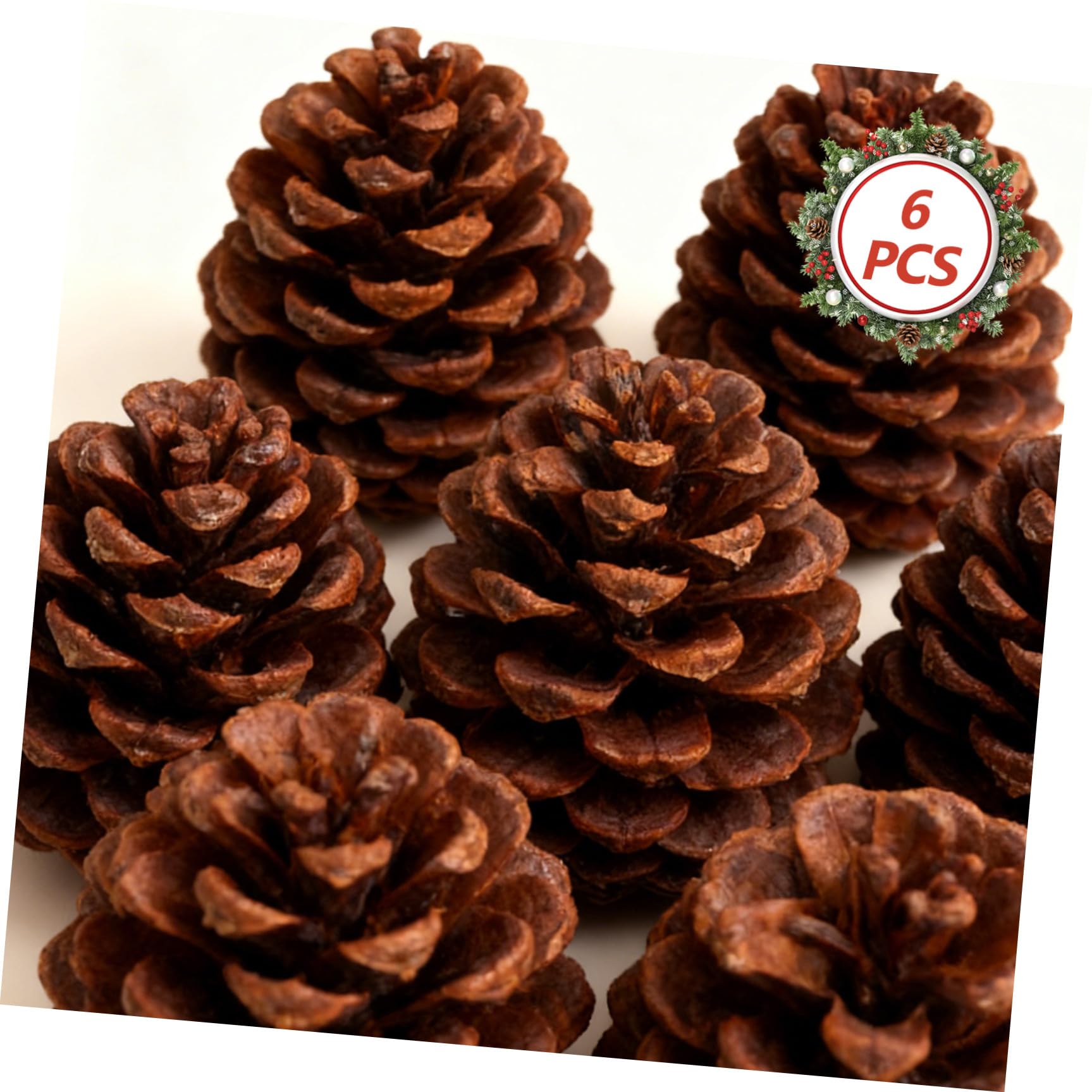 Kiefernzapfen Tannenzapfen 6 Stück Getrocknete Naturzapfen als Fotorequisite und Weihnachtsbaumschmuck für Handwerk und Deko