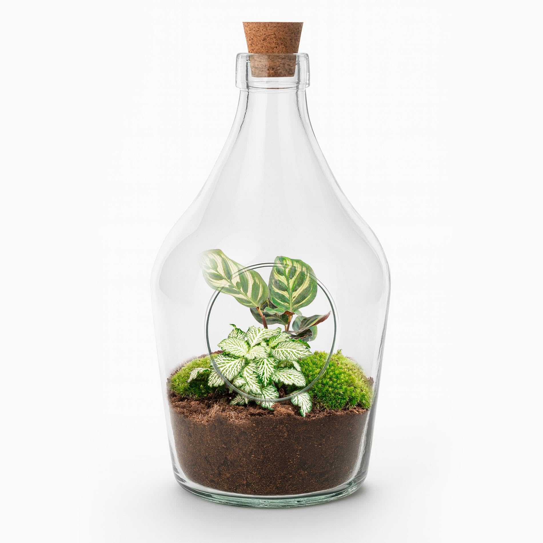 Terrario Abierto con Vidrio, Decoración de Interior, Verde, 3 Litros 30 cm