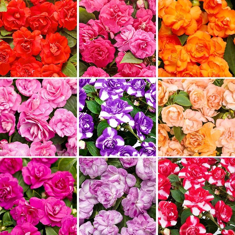 330+ Mix Impatiens Seeds for Planting - Non-GMO Heirloom Garden Seeds